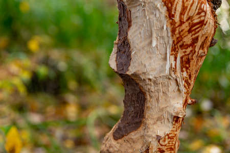 tree trunk bitten by beavers traces of beavers, autumn in the parkの写真素材