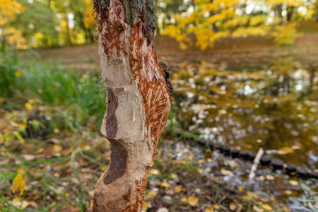 tree trunk bitten by beavers traces of beavers, autumn in the parkの写真素材