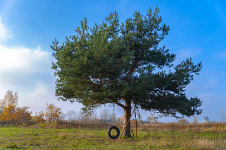 a swing made of tires from a car hangs on a tree in the middle of a field at sunsetの写真素材