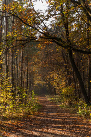 alley in the autumn forestの写真素材