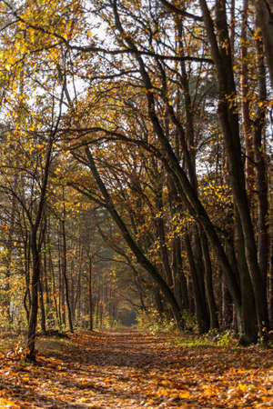 alley in the autumn forestの写真素材