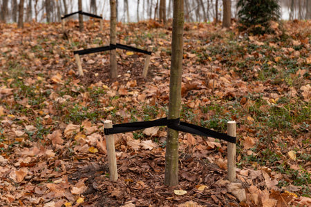 fastening of planted trees close up in the middle of autumn parkの写真素材