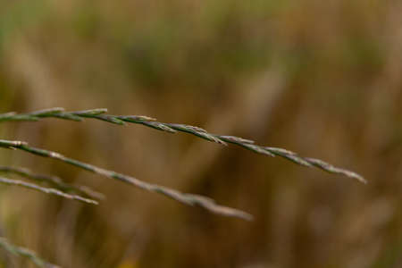 blooming grass isolated on a solid backgroundの写真素材