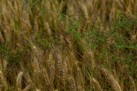 wheat ears with grass on an agricultural fieldの写真素材
