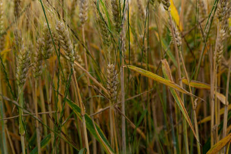 unripe wheat ears on a wheat agricultural field in summer