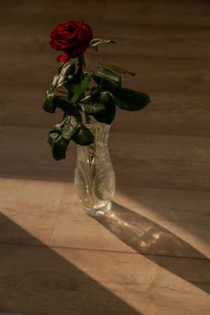 red rose in a crystal vase in the sunの写真素材