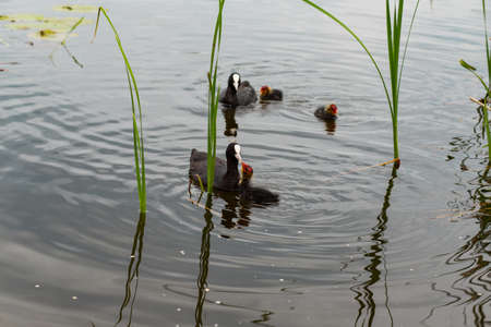mother duck feeds ducklings on the lakeの写真素材
