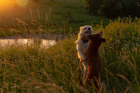 Two dogs playing in a field at sunset