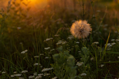 dandelion in the grass in the backlight in the middle of the fieldの写真素材