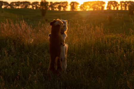 Two dogs playing in a field at sunsetの写真素材