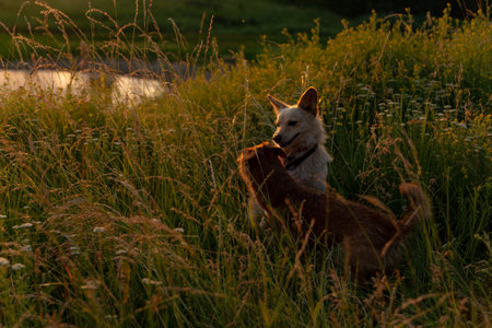 two dogs playing in a field at sunsetの写真素材