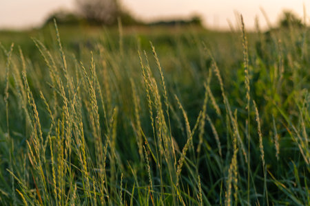 green grass photo wallpaper in a beautiful lightの写真素材