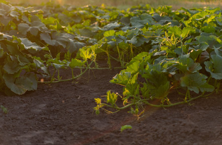 pumpkin leaves on the field in the backlight at summer sunsetの写真素材
