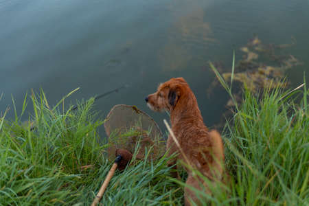 Dog sitting on the river near the net waiting for the fishの写真素材