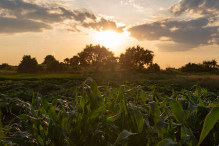 incredible sunset behind a corn fieldの写真素材