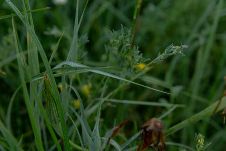 green grass photo wallpaper in a beautiful lightの写真素材
