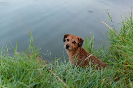 Red dog sitting on the shore of the lakeの写真素材