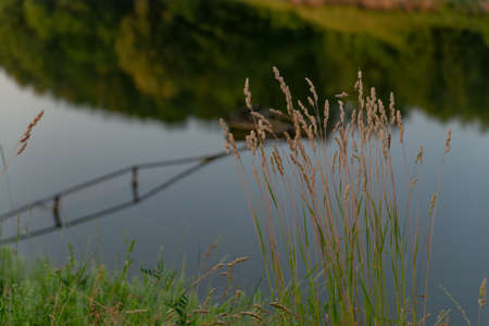 Carex possibly stipata Sedge family Cyperaceaeの写真素材