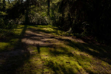 beautiful view of the shade of trees in the park in summer