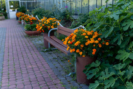 walkway of cobblestones along benches and pots of flowersの写真素材