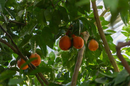 orange tree with ripe orangesの写真素材
