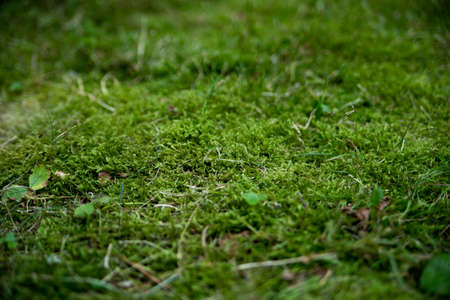 green moss growing on the groundの写真素材