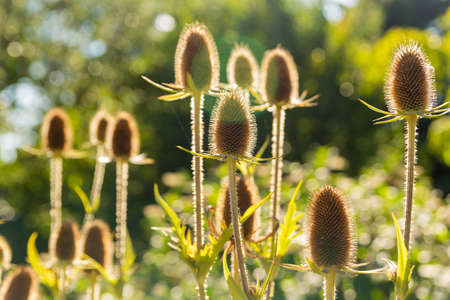 Dried teasels on the field in the backlightの写真素材