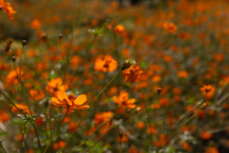Orange cosmos flower in the fieldの写真素材