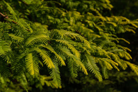 green Christmas tree needles close up