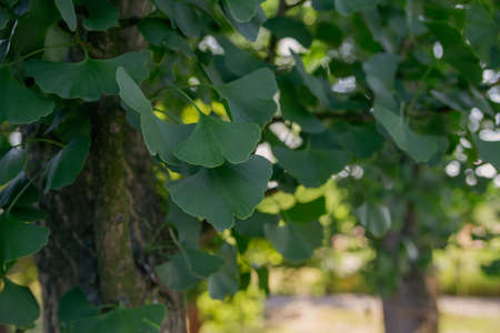ginkgo biloba leaves on the tree close upの写真素材