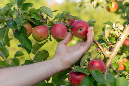 gardener's hand checks apples on a treeの写真素材