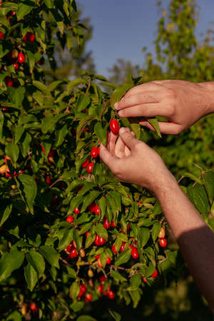 gardener plucks red juicy ripe Japanese cherries from a treeの写真素材