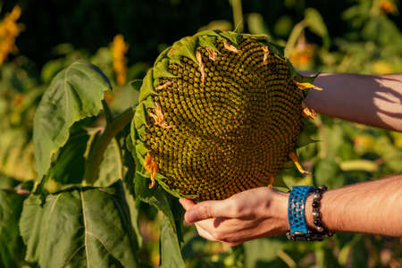 sunflower flower checked by farmer's handsの写真素材