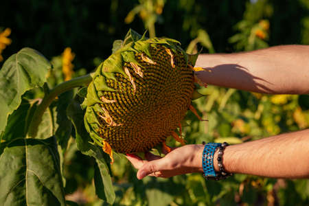 sunflower flower checked by farmer's handsの写真素材