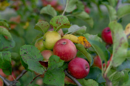 red apples on a tree close upの写真素材