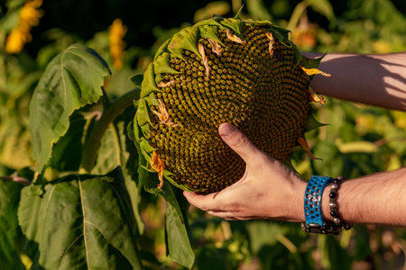 sunflower flower checked by farmer's handsの写真素材