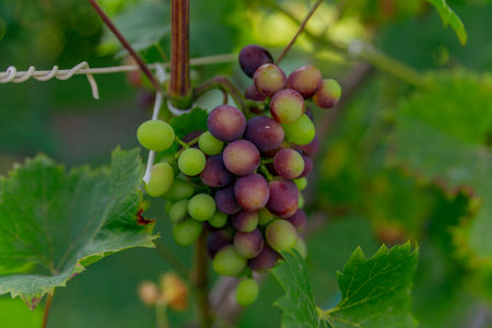 bunch of grapes ripens on a branch between the green leavesの写真素材