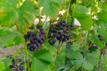 bunch of grapes ripens on a branch between the green leavesの写真素材