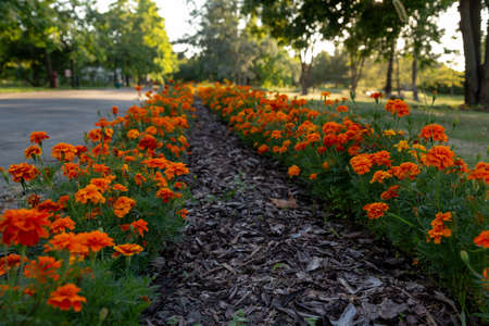 beautiful view of the alley of flowering marigoldsの写真素材