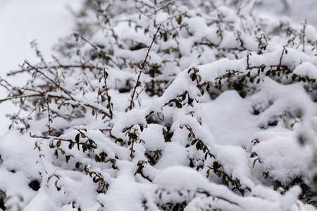 low bushes covered with snow in winter on a frosty dayの写真素材
