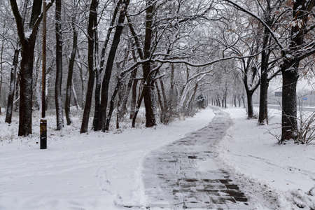 beautiful view of the snow-covered park clean path between the snow-covered treesの写真素材