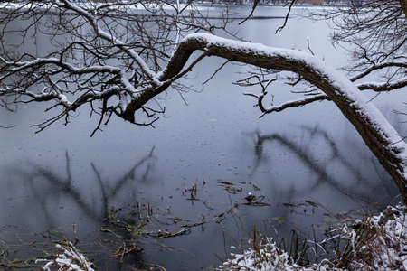 view of a snow-covered tree bent over the waterの写真素材