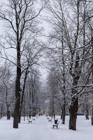 beautiful view of the snow-covered park clean path between the snow-covered treesの写真素材