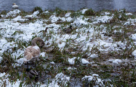 snowy lake shore with wild birds in search of foodの写真素材