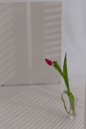 Tulip in a crystal vase in front of a cube on a white backgroundの写真素材