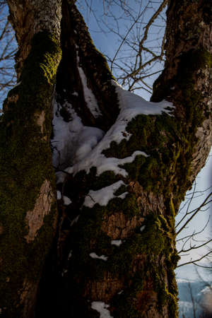view of a tree trunk under the snow on a background of skyの写真素材