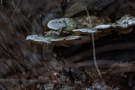 white mushroom dried Polypores on a dry tree