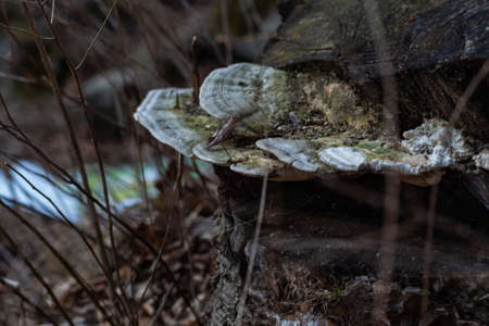 white mushroom dried Polypores on a dry tree