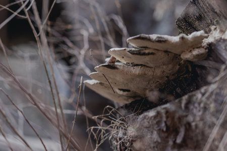 white mushroom dried Polypores on a dry tree