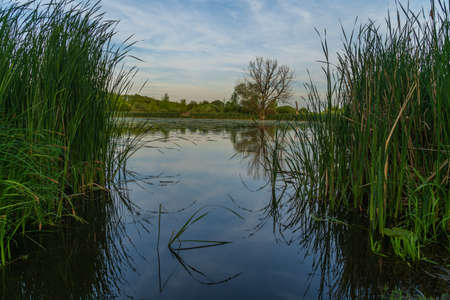 beautiful romantic landscape overlooking the lake at sunset green young reeds on the shore with a...